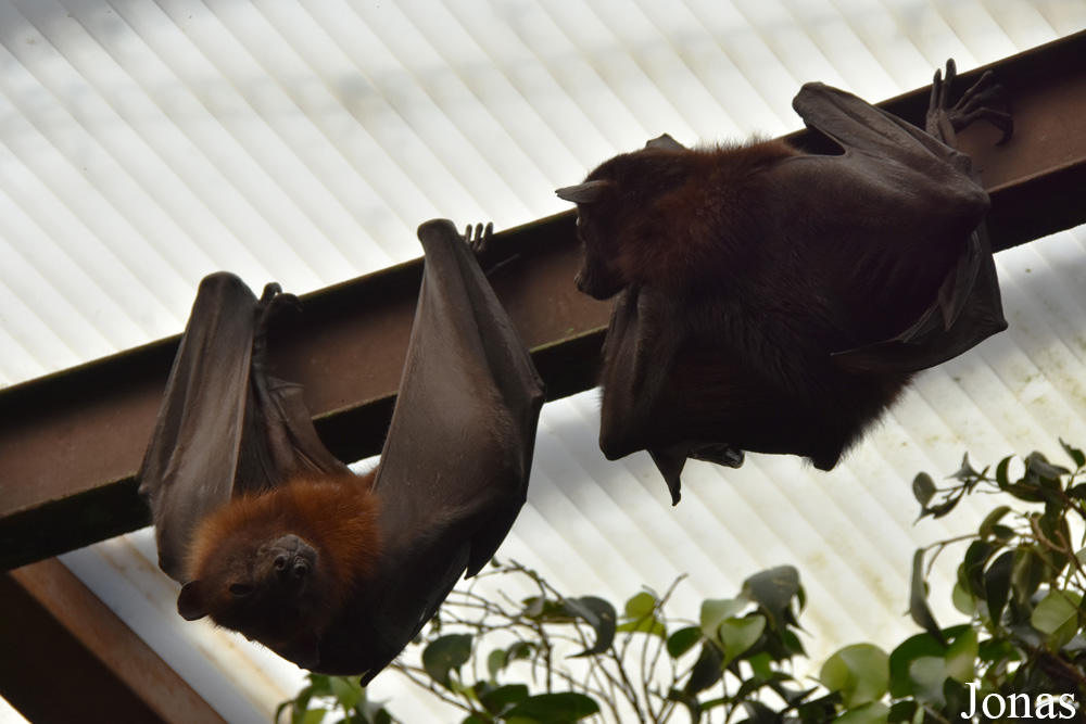 Bioparc Fuengirola
