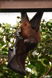 Bioparc Fuengirola