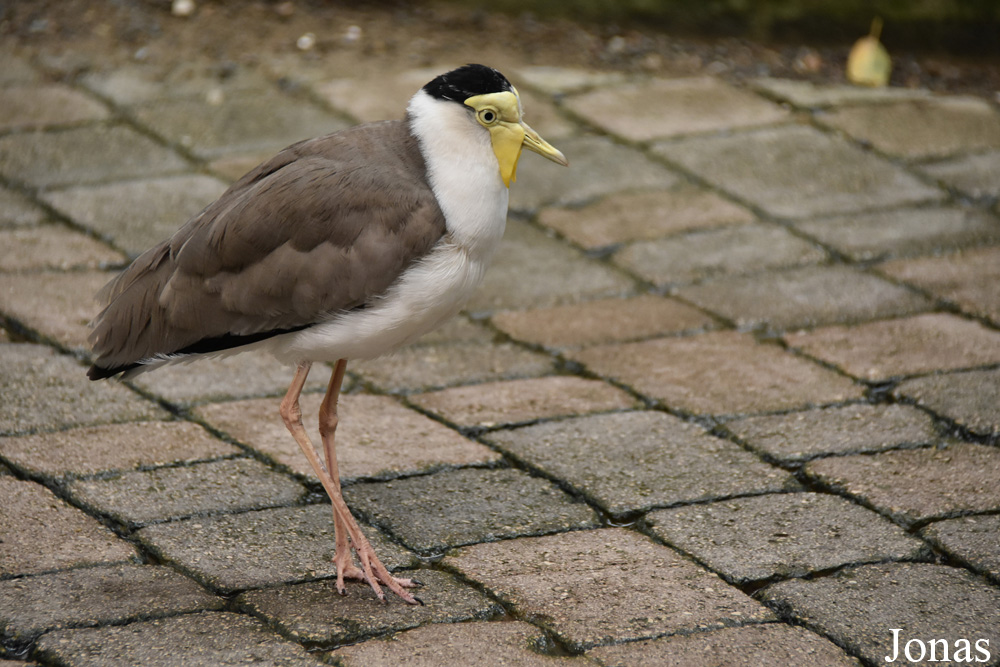 Bioparc Fuengirola