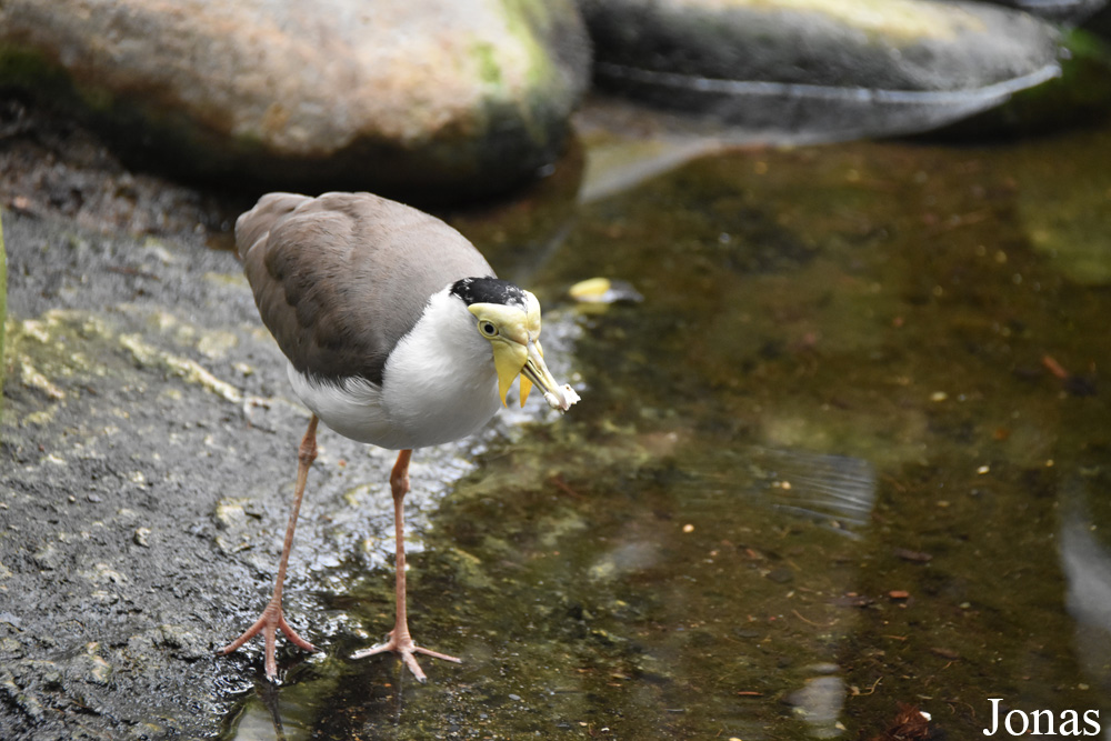 Bioparc Fuengirola