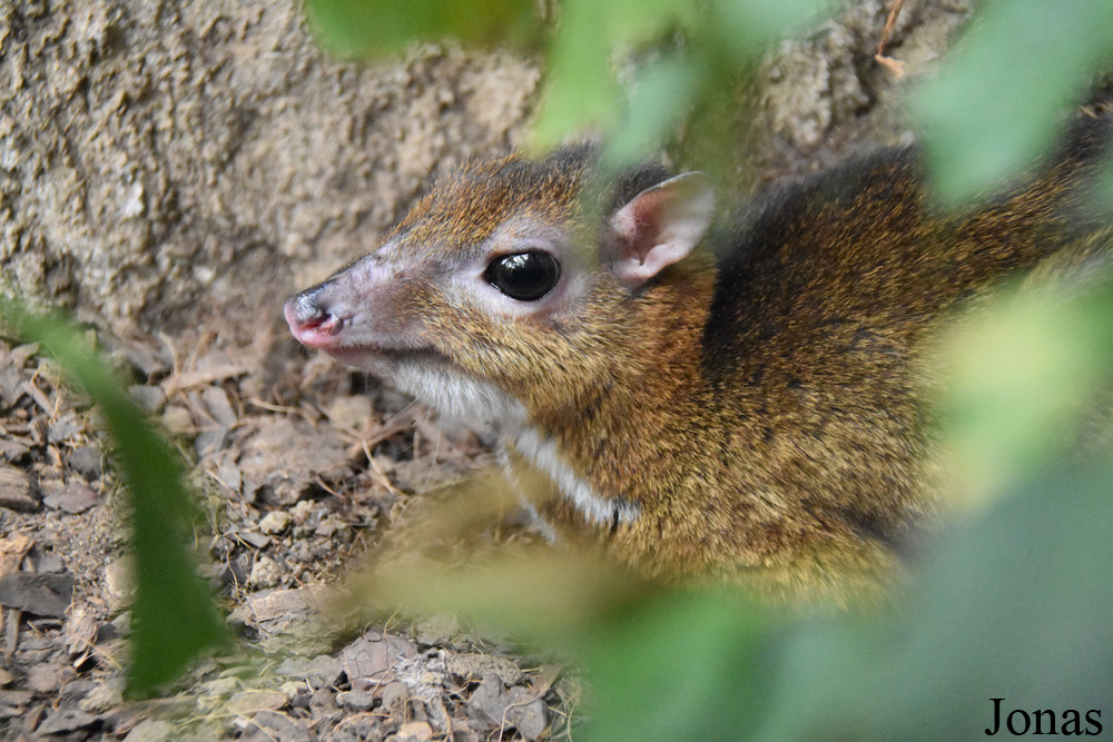 Bioparc Fuengirola