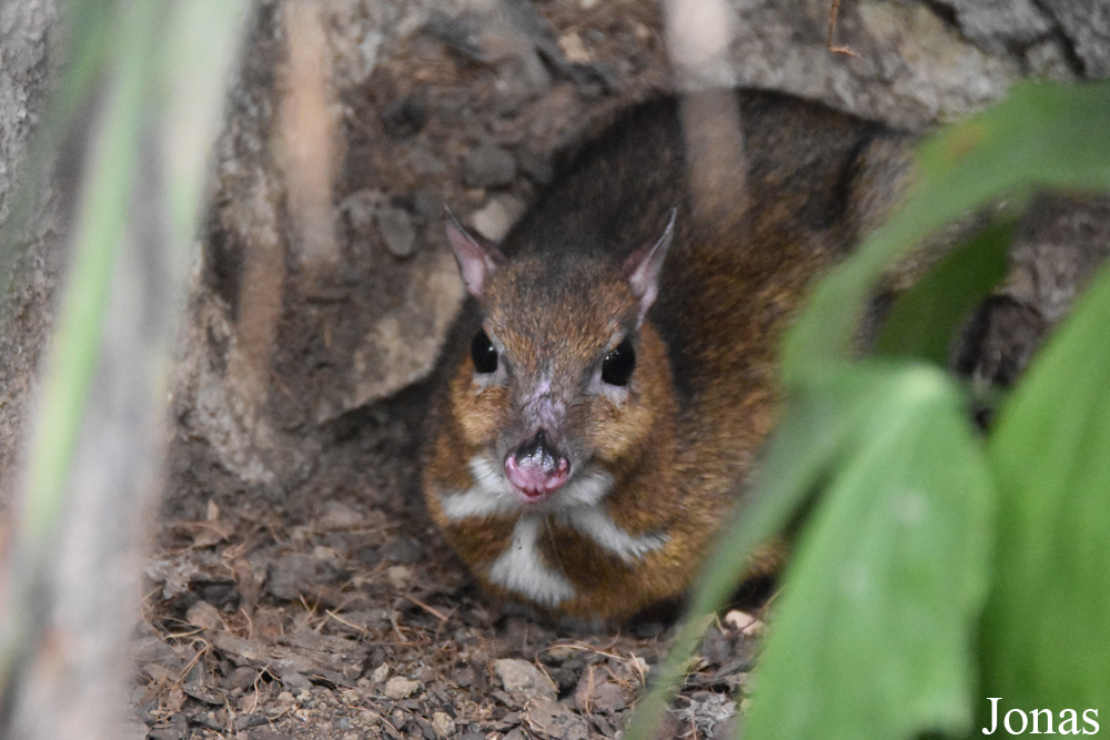 Bioparc Fuengirola