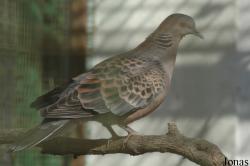 Streptopelia turtur