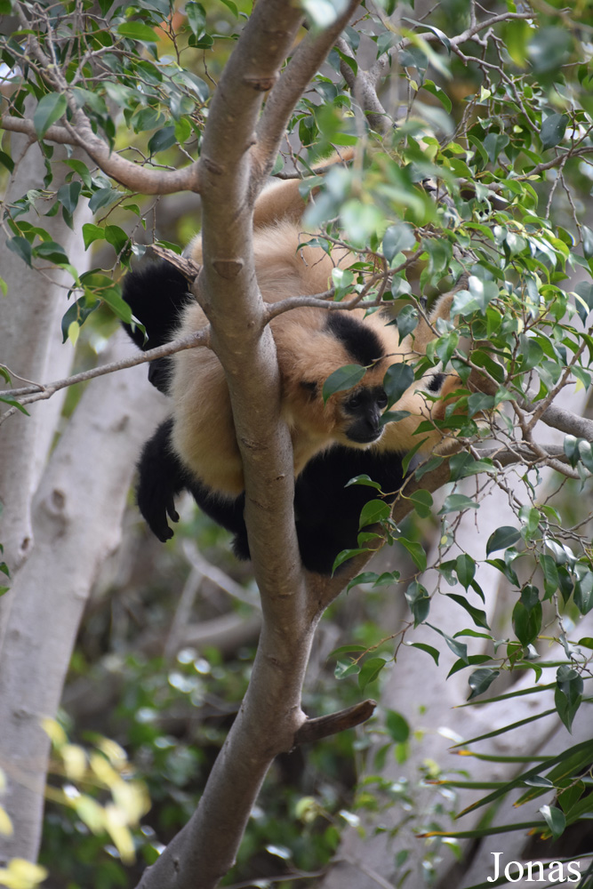Bioparc Fuengirola