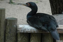 Vogelpark Walsrode