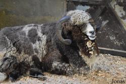 Mouton Merina de Grazalema