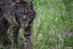Lynx pardinus