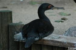 Vogelpark Walsrode