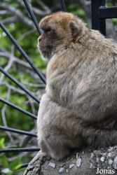 Gibraltar