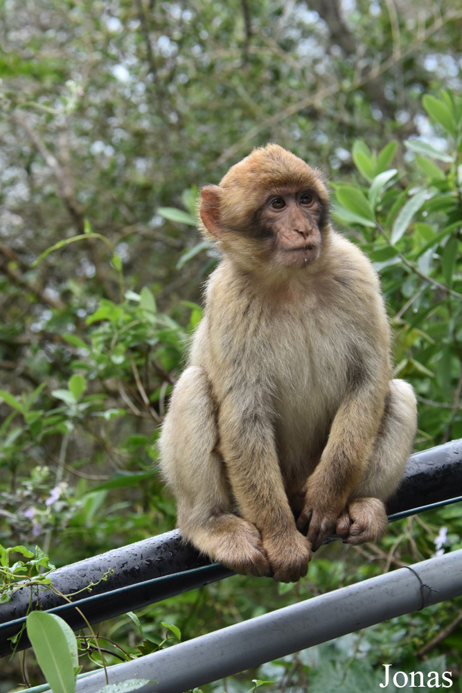 Gibraltar