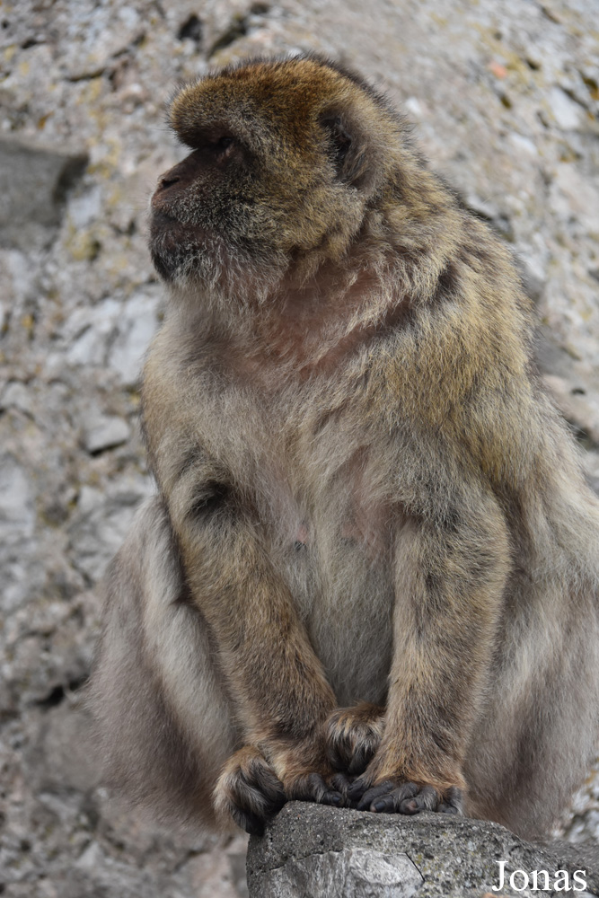 Gibraltar