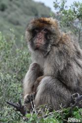 Gibraltar
