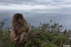 Gibraltar