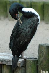 Vogelpark Walsrode