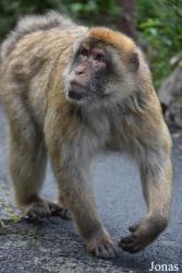 Gibraltar