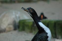 Vogelpark Walsrode