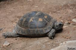 Alameda Wildlife Conservation Park