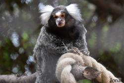 Alameda Wildlife Conservation Park