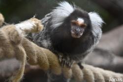 Alameda Wildlife Conservation Park