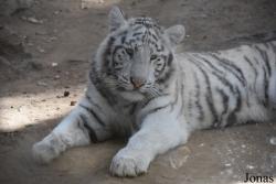 Zoo de Castellar