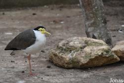 Zoo de Castellar