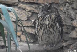 Zoo de Castellar