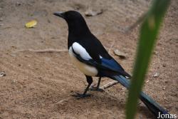 Zoo de Castellar