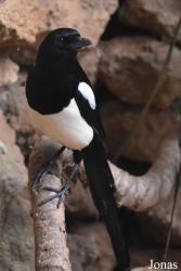 Zoo de Castellar