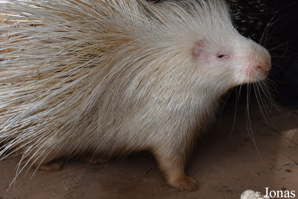 Zoo de Castellar
