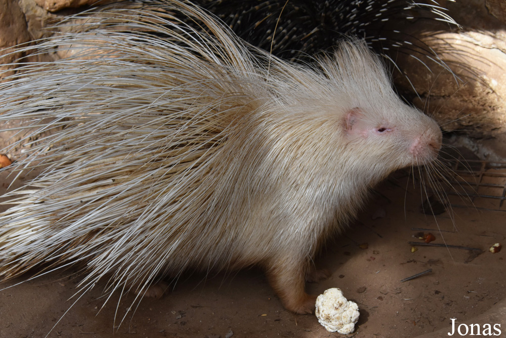 Zoo de Castellar