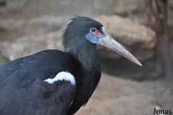 Zoo de Castellar