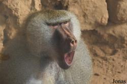 Zoo de Castellar