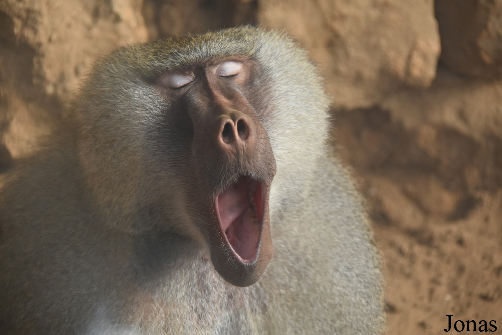 Zoo de Castellar