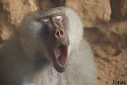 Zoo de Castellar