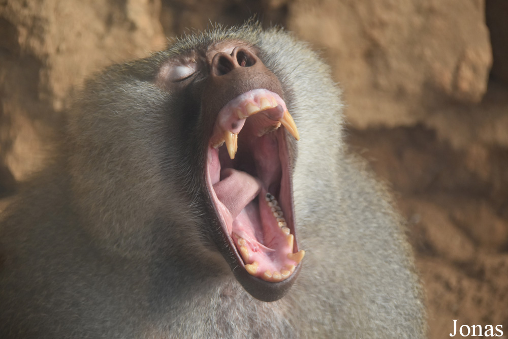 Zoo de Castellar