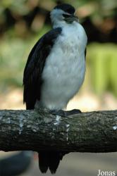 Vogelpark Walsrode