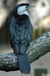 Vogelpark Walsrode