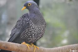 Columbiformes