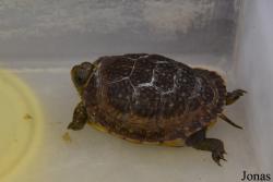 Terrapene nelsoni