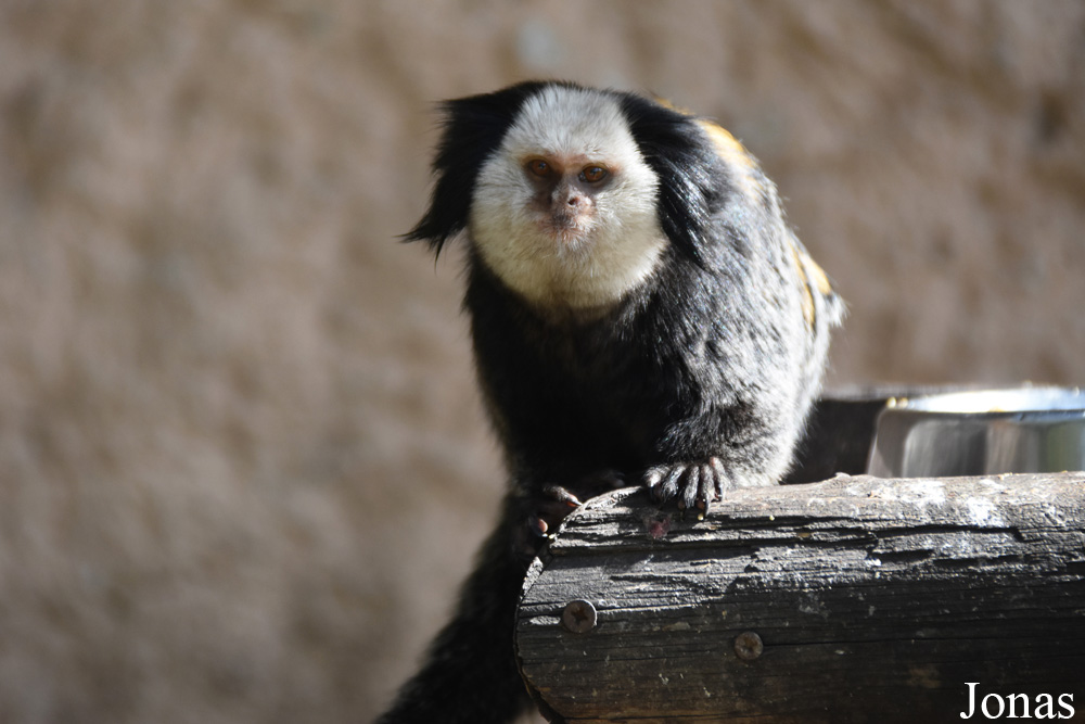 Zoobotánico Jerez