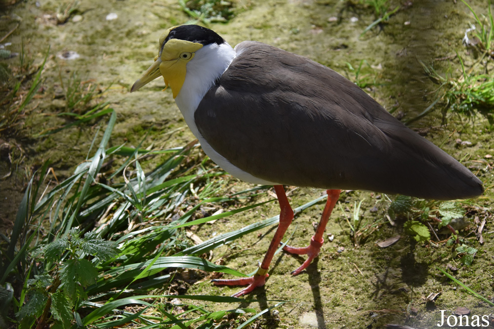 Zoobotánico Jerez
