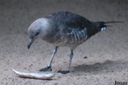 Stercorariidae
