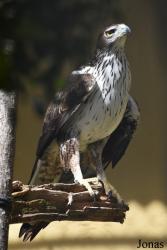 Zoobotánico Jerez