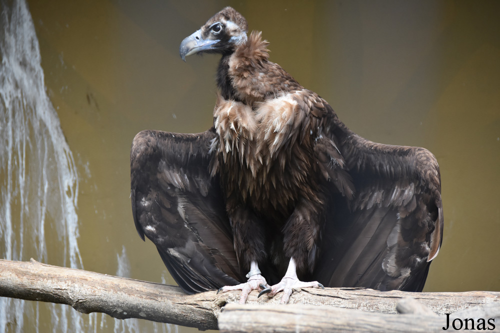 Zoobotánico Jerez
