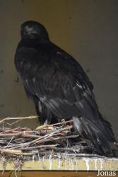 Aquila chrysaetos homeyeri