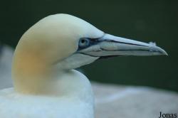 Vogelpark Walsrode