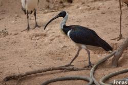 Cañada de los Pájaros