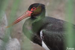Cañada de los Pájaros