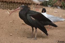 Cañada de los Pájaros