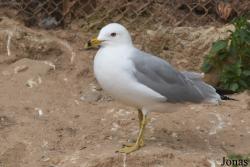 Cañada de los Pájaros